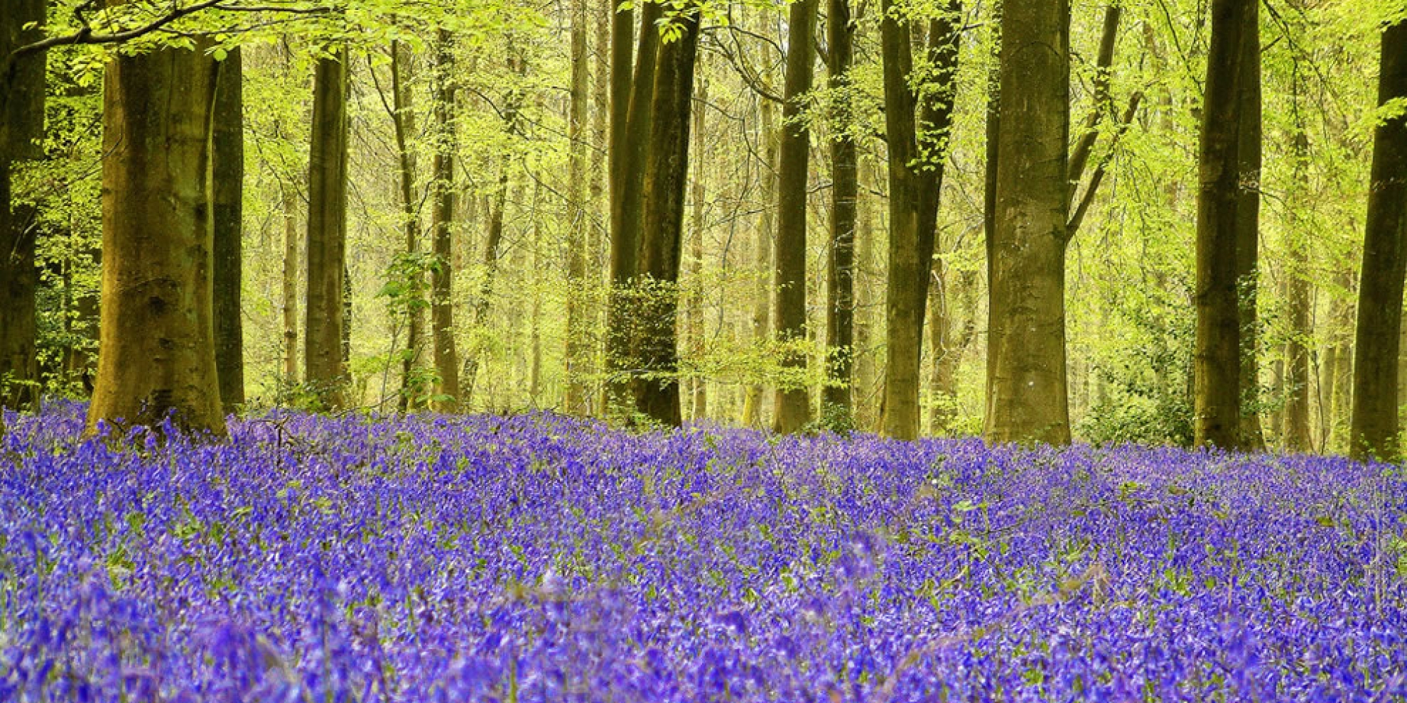 Bluebells-in-Micheldever-Wood-Hampshire
